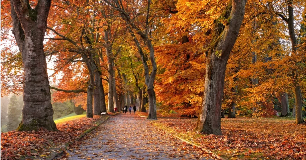A collection of beautiful Autumn quotes. Fall quotes. inspirational quotes